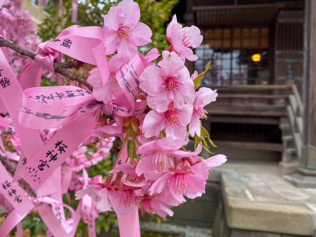 桜神宮の河津桜とリボン