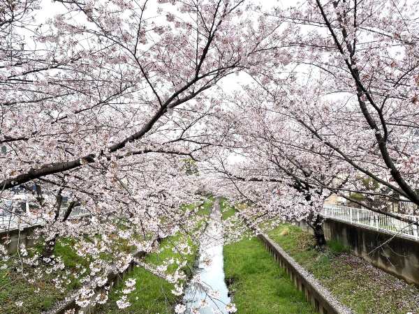 元住吉の桜並木