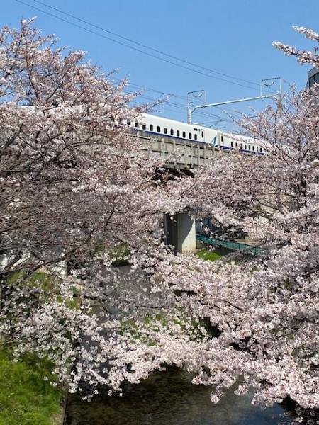 元住吉の桜と新幹線