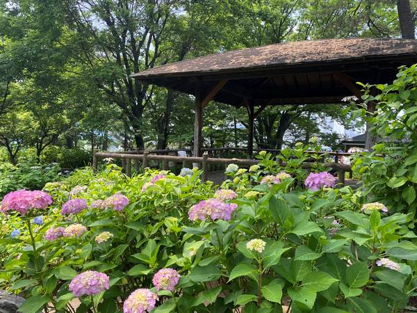 多摩川台公園の紫陽花